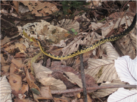 black and yellow leeward racer snake