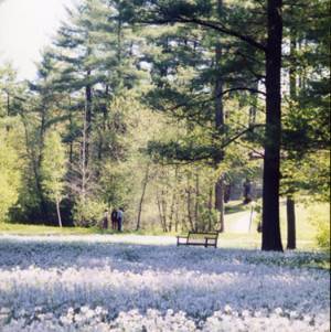 Peace grove in bloom