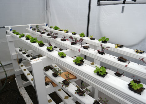 Part of the aquponics operation inside the hoop house