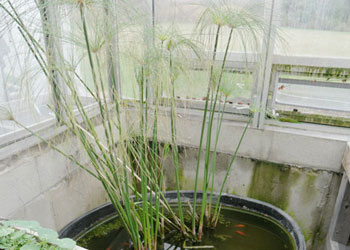 Godlfish winter home in a black tub with the papyrus plant
