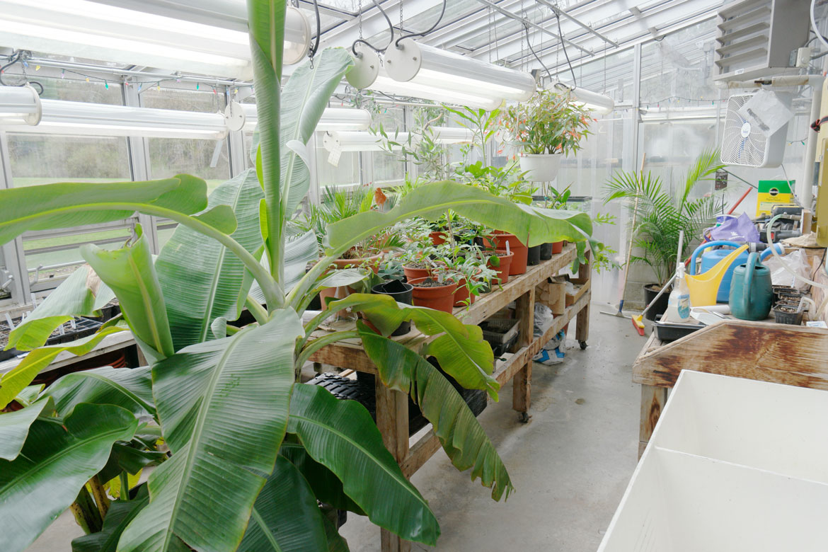 Interior of the Fisher Science Center Greenhouse