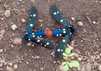 Dragonflies on Montserrat