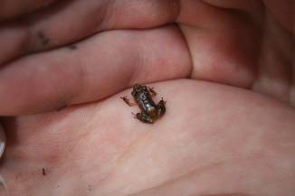 Small frog in hand, Montserrat