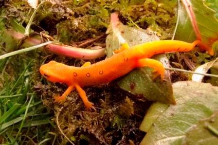 5-legged red eft