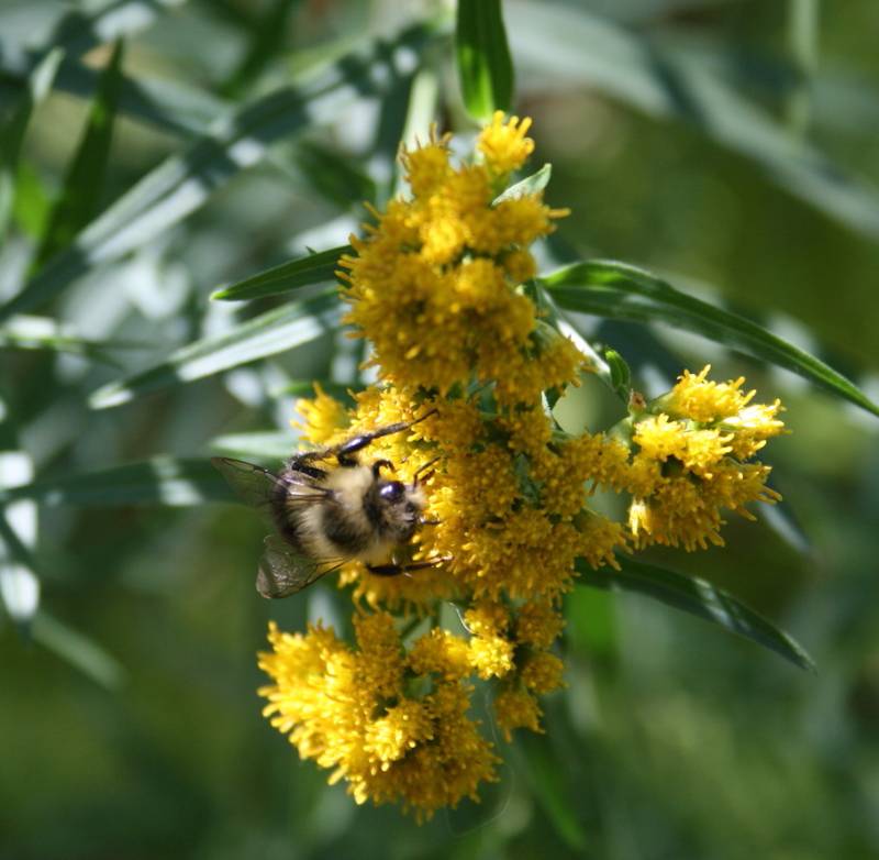 Bombus sp. on Joe-pye Weed on campus