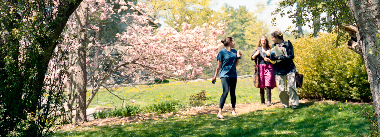 Students walking under cherry blossoms