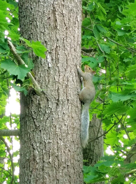Grey squirrel on tree